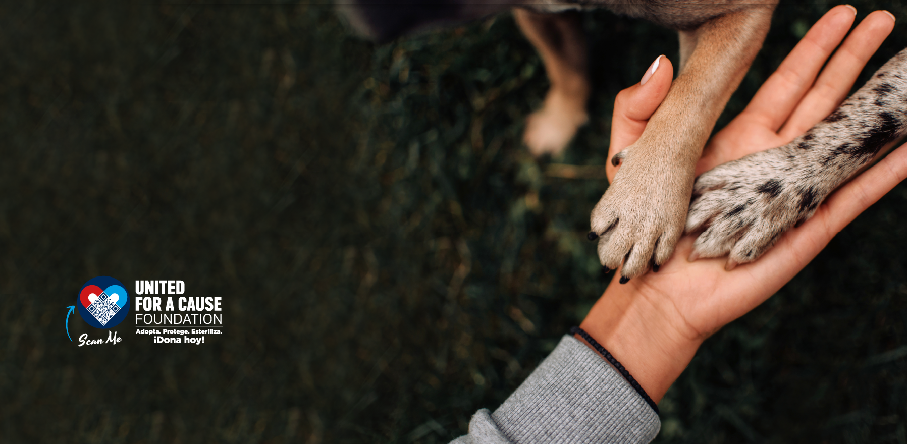 fondo patitas de perro